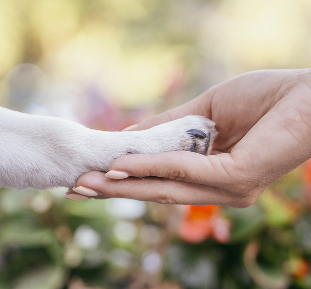 5 Natural Ingredients That Heal and Protect Your Dog’s Paws (Better Than You Think)
