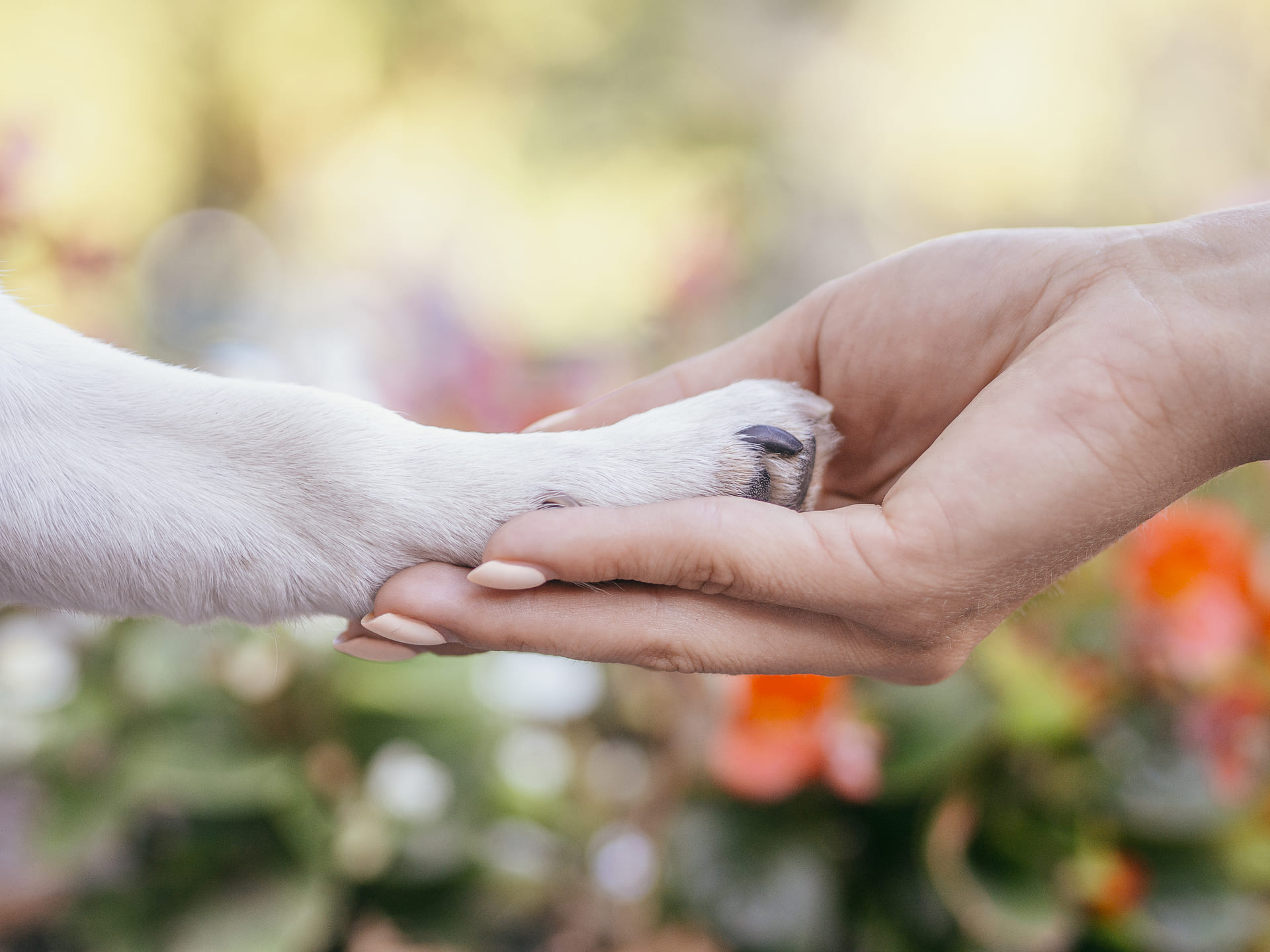 5 Natural Ingredients That Heal and Protect Your Dog’s Paws (Better Than You Think)