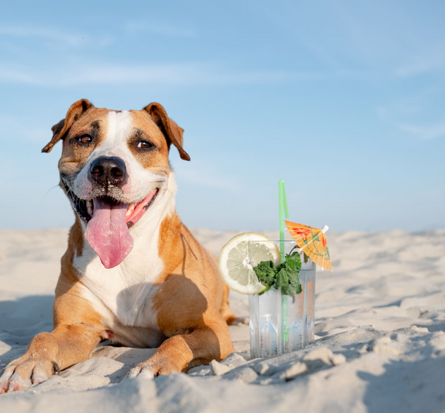 Summer Heat and Your Dog’s Paws: How to Keep Them Safe
