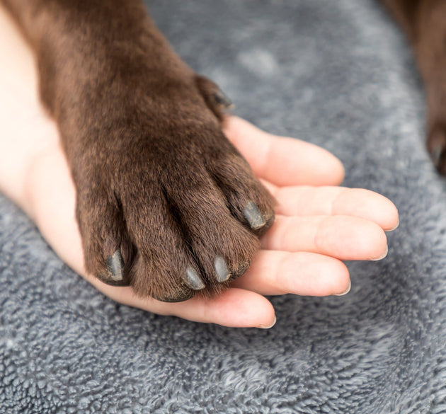Your Dog’s Paws Tell a Story: What Cracks, Licking, and Limping Really Mean