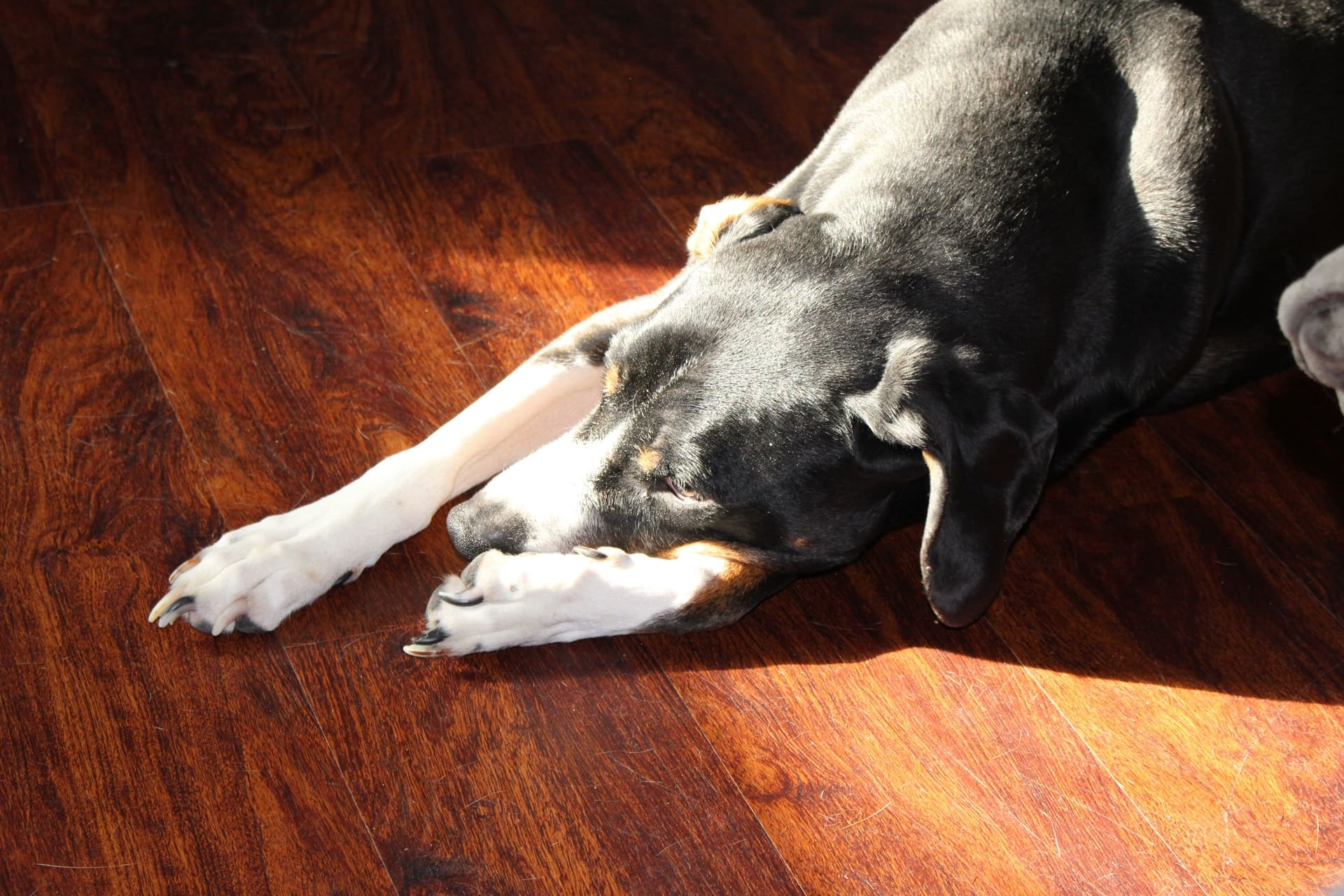 Is Your Floor Cleaner Hurting Your Dog’s Paws?