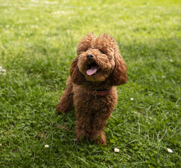 Why You Should Start Taking Care of Your Dog's Paws Year-Round