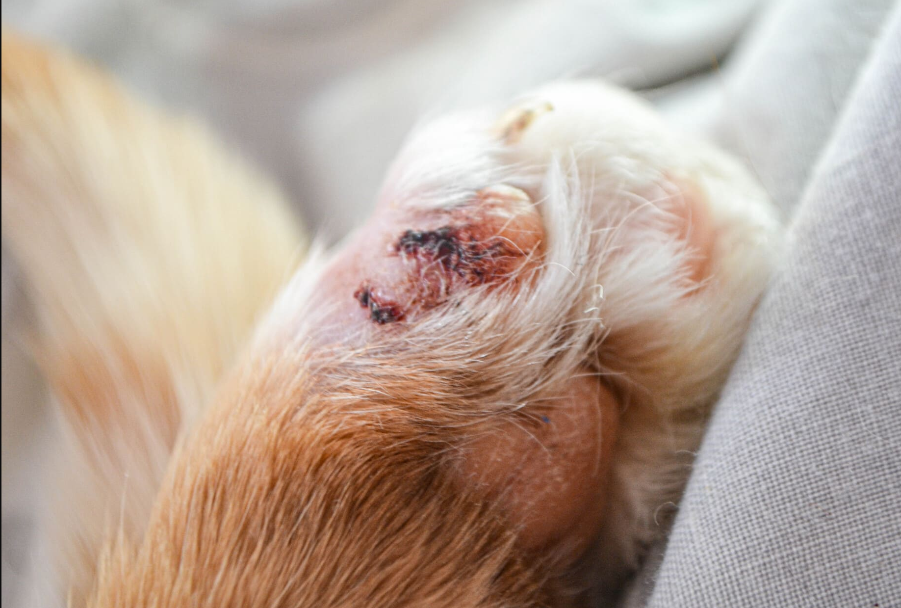 Why You Shouldn’t Wait Until It’s Too Late to Care for Your Dog’s Paws