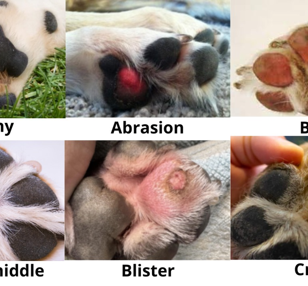 The Secret of Their Paws: How to Identify and Care for Your Dog's Paw Pads