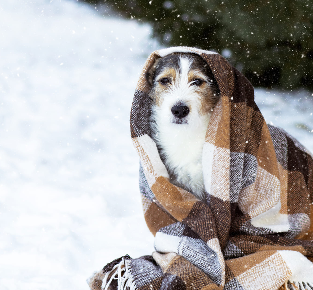 Cold Weather Can Be Brutal on Your Dog’s Paws—Here’s How to Protect Them
