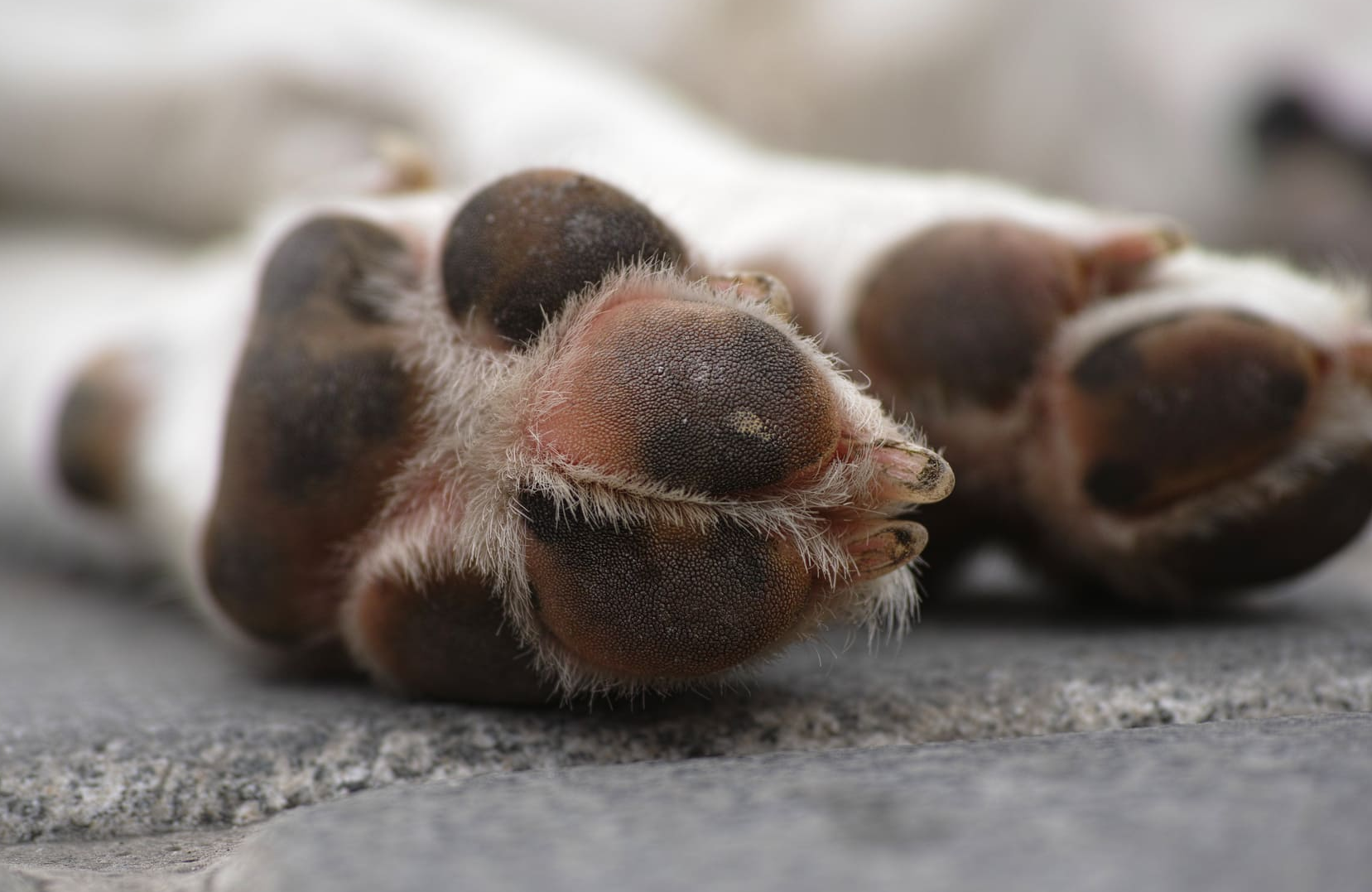 3 Everyday Surfaces That Can Hurt Your Dog’s Paws (And How to Protect Them)